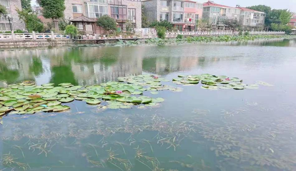 我司认真的西湾泾河河床生态系统恢复及养护手艺效劳项目取得显著效果